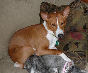razas de perros - Basenji