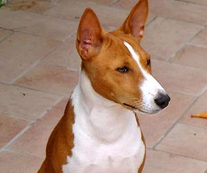 razas de perros - Basenji