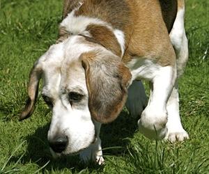 razas de perros - Beagle