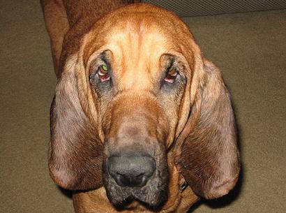 Perro raza bloodhound