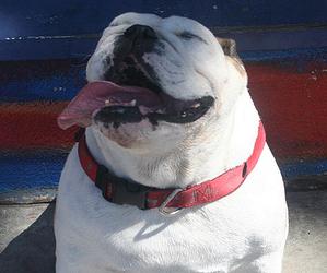 Perro raza bulldog ingles o english Bulldog