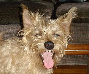 Razas de perros: Cairn Terrier - Terrier de Cairn