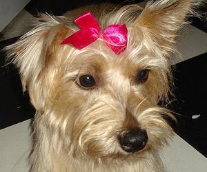 Razas de perros: Cairn Terrier - Terrier de Cairn