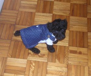 Perro raza caniche toy pudle poodle