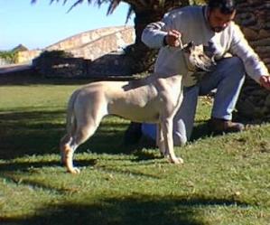 Perro raza cimarron uruguayo