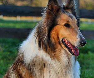 Perro raza collie pelo largo - Lassie