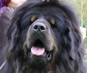 Perro raza Dogo del Tibet o Tibetan Mastiff