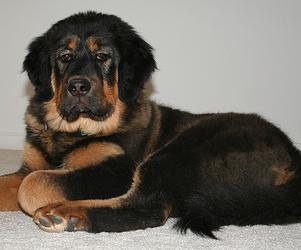 Perro raza Dogo del Tibet o Tibetan Mastiff