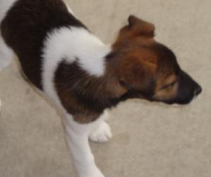 Perro raza Fox Terrier de Pelo Liso