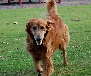 Perro raza golden retriever - goldie