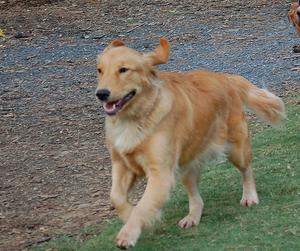 Perro raza golden retriever - goldie