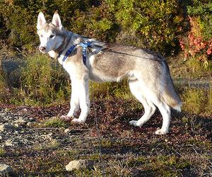 Perro raza Husky Siberiano - Siberian Husky Dog