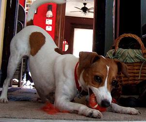 Perro raza Jack Russel Terrier