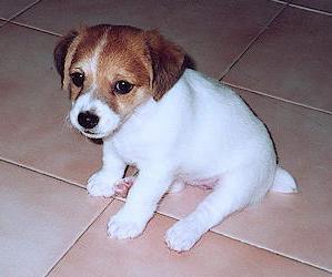 Perro raza Jack Russel Terrier