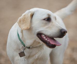 Perro raza Labrador Retriever - Terranova