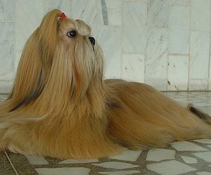 Perro raza Lhasa Apso