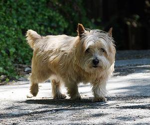 Perro raza Norwich Terrier