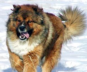 Perro raza Pastor del Caucaso