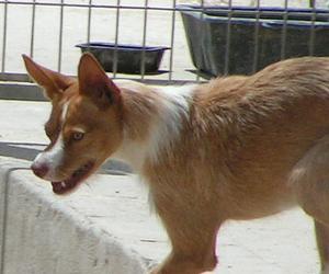 Perro raza Podenco Andaluz