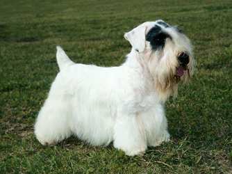 Perro raza Sealyham Terrier