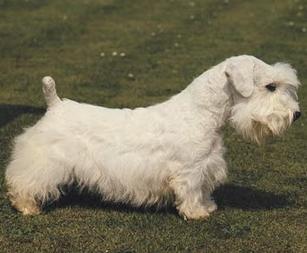 Perro raza Sealyham Terrier