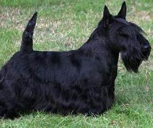 Perro raza Terrier Escoces