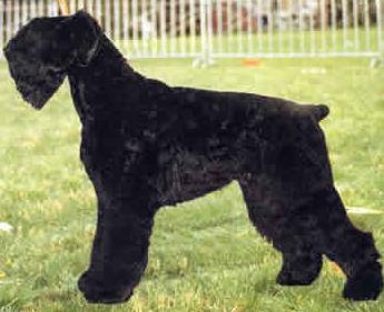 Perro raza Terrier Negro Ruso