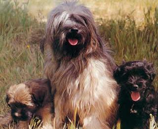 Perro raza Terrier Tibetano