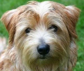 Perro raza Terrier de Norfolk