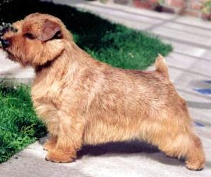 Perro raza Terrier de Norfolk