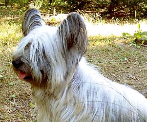 Perro raza Terrier de Skye