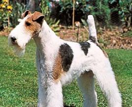 Perro raza Welsh Terrier