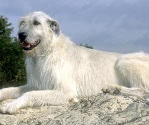 Perro raza Wolfhound Irlandes