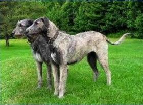 Perro raza Wolfhound Irlandes