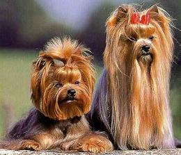 Perro raza yorkshire terrier - yorkie