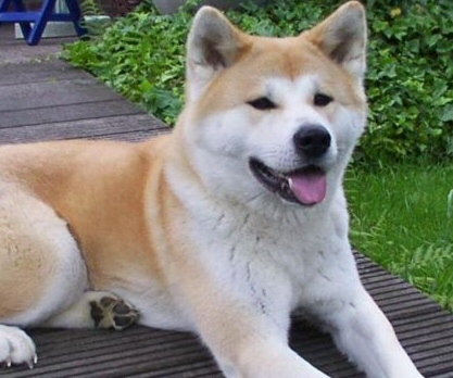 razas de perros - Akita inu