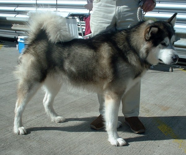 razas de perros - alaskan malamute