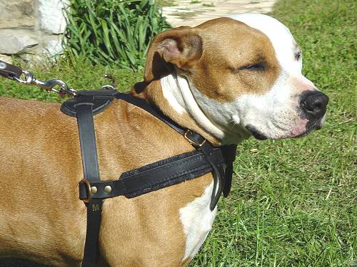 razas de perros - American Staffordshire Terrier