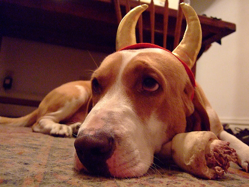 razas de perros - basset hound