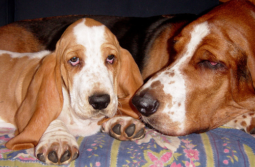 razas de perros - basset hound