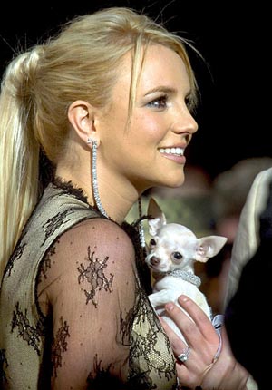 perro de Britney Spears