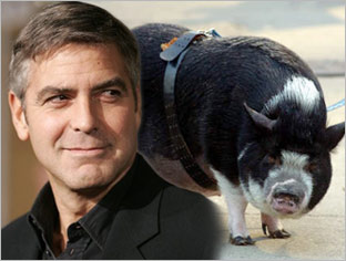perro de George Clooney