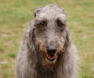 Perro raza deerhound escoces o Galgo Escocs