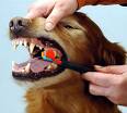 limpieza de los dientes en los perros